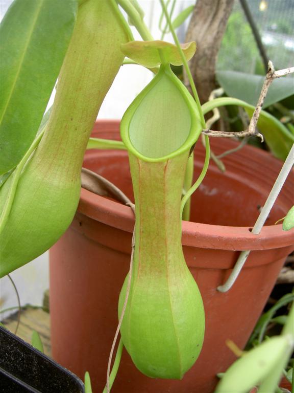 Nepenthes x ventrata 'Classic'